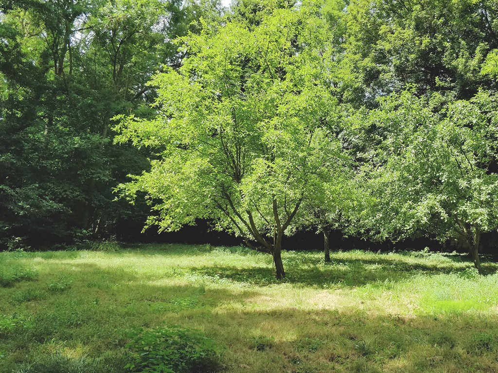 Protected greenspace adjacent to Williamson Creek. - If you have additional questions regarding 100 W Mockingbird Lane  in Austin or would like to tour the property with us call 800-660-1022 and reference MLS# 6668849.