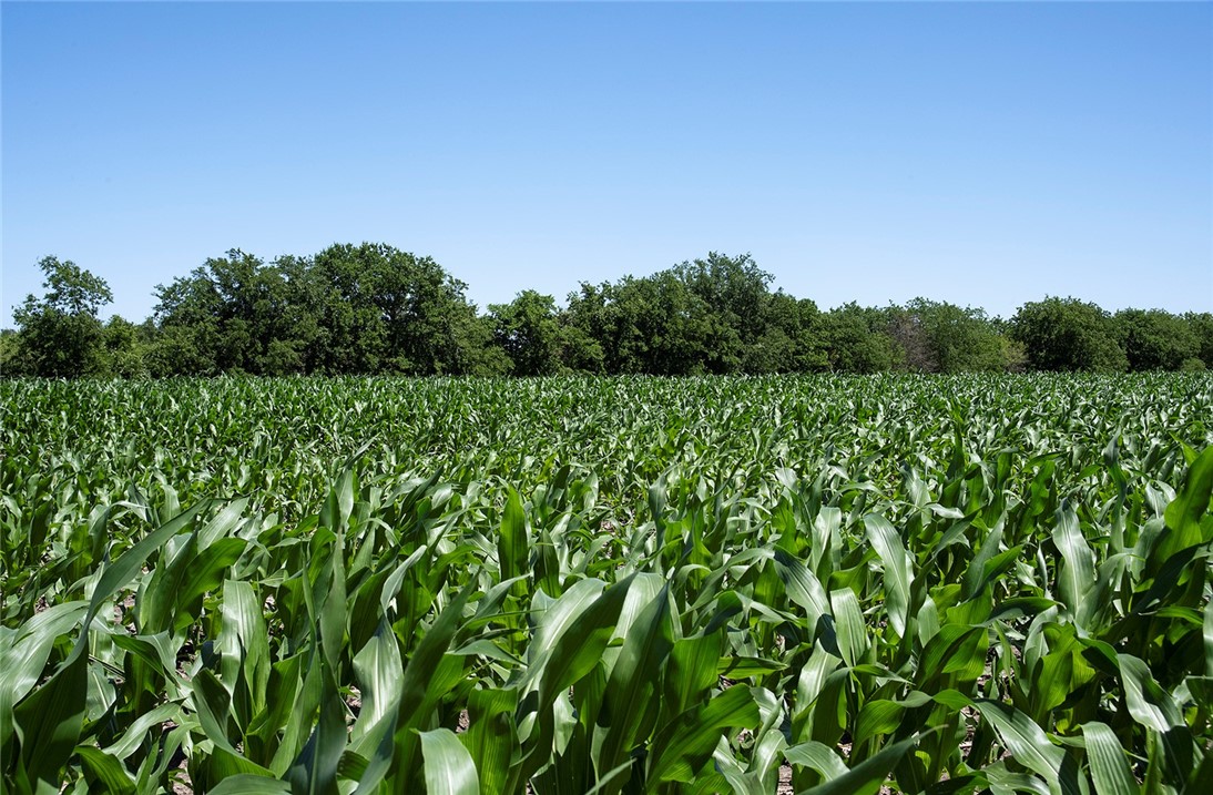 Another close up of the corn crop. - If you have additional questions regarding 5501 FM 1331  in Taylor or would like to tour the property with us call 800-660-1022 and reference MLS# 6328770.