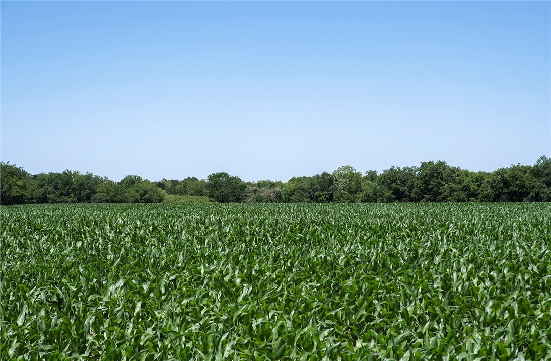 Close up of the corn crop showing the trees at the north end of property that abuts Fox Park Road. - If you have additional questions regarding 5501 FM 1331  in Taylor or would like to tour the property with us call 800-660-1022 and reference MLS# 6328770.